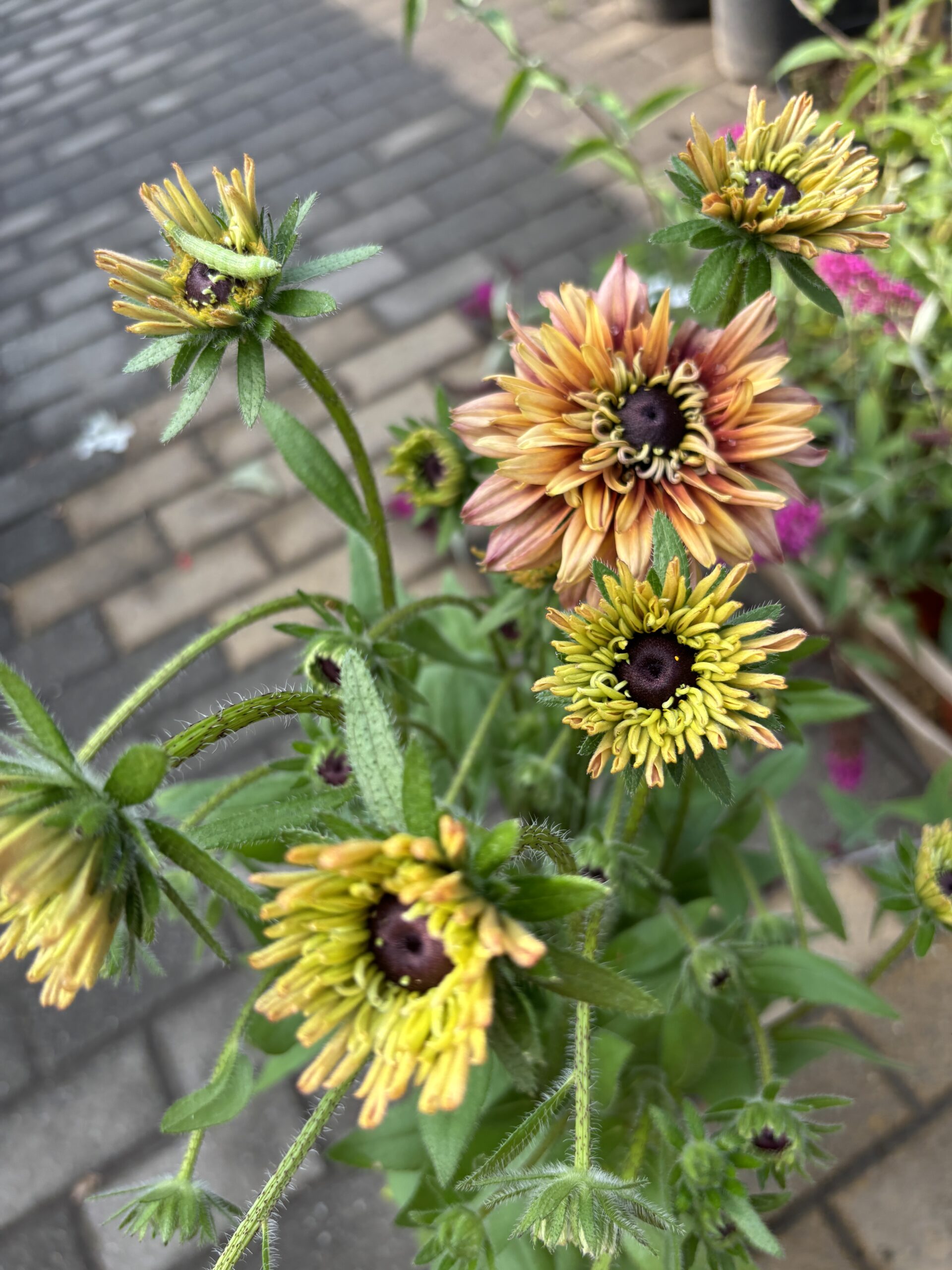 Rudbekia Ruda Double Rose - obrazek 3