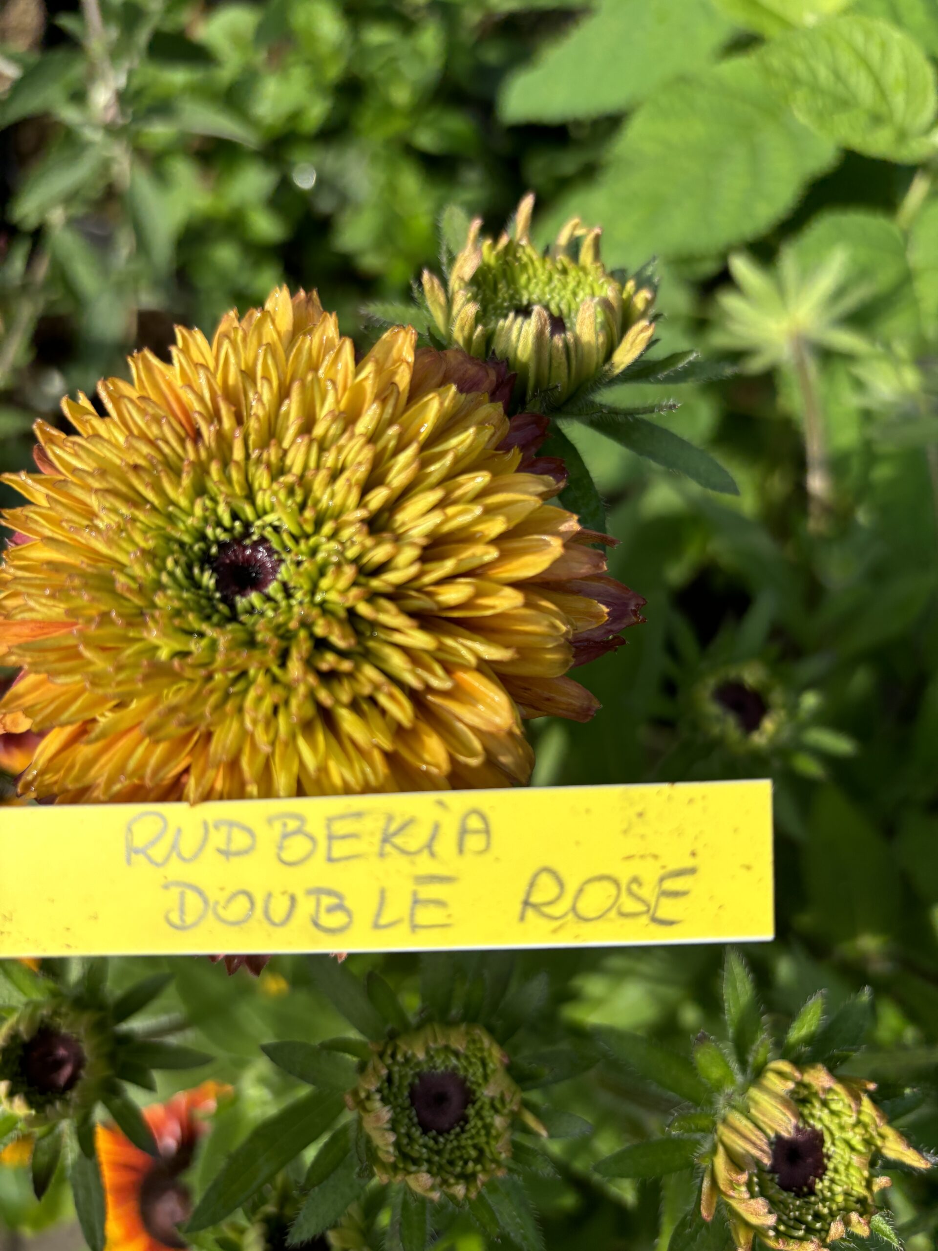 Rudbekia Ruda Double Rose