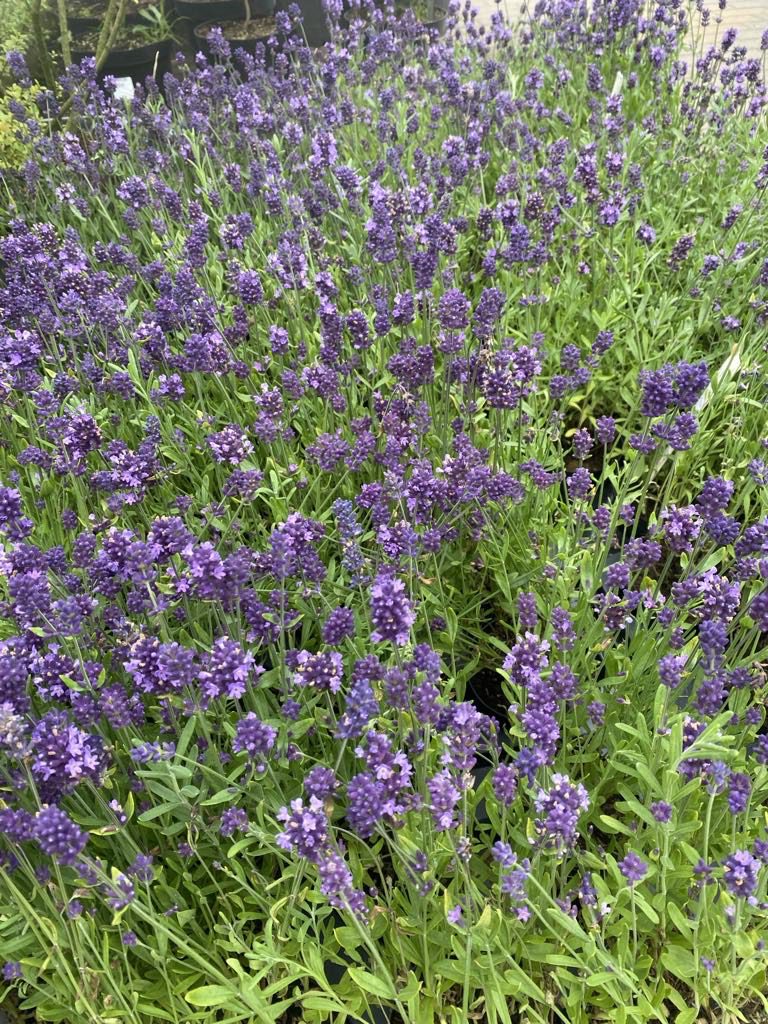 Lawenda wąskolistna Blue Scent