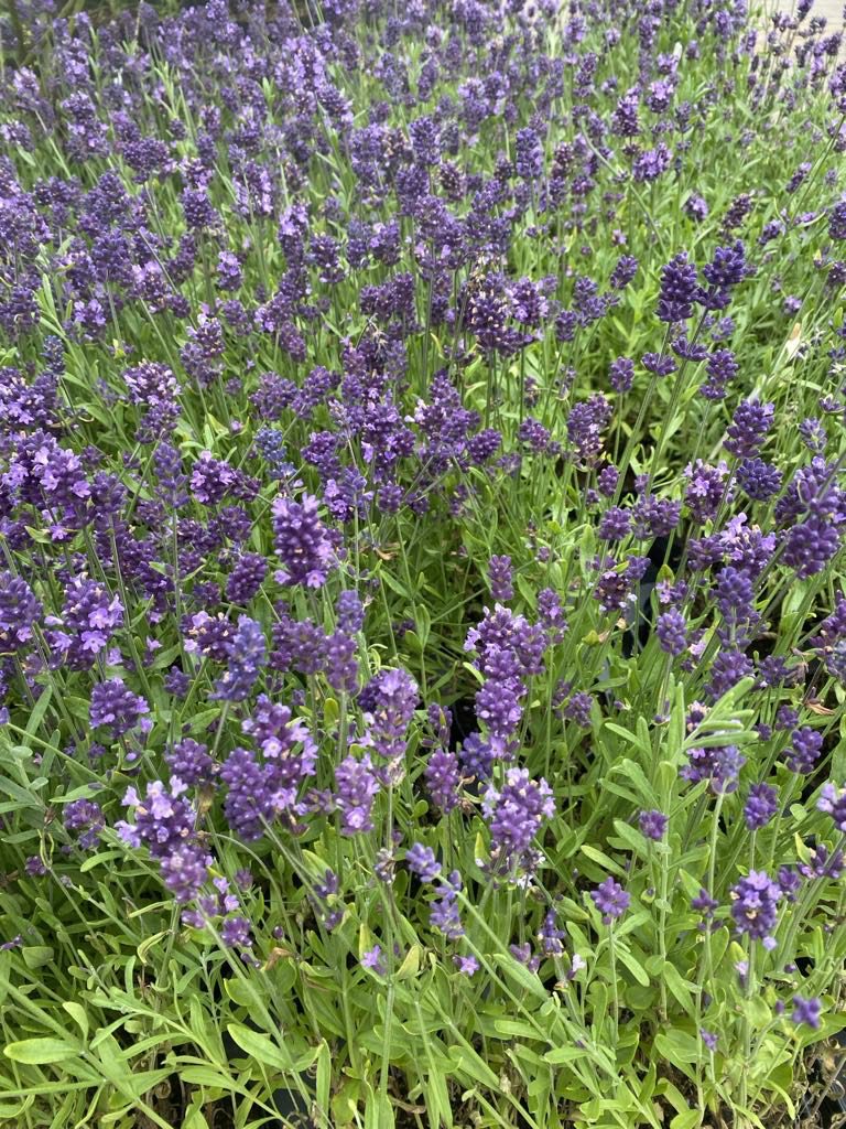 Lawenda wąskolistna Blue Scent - obrazek 5