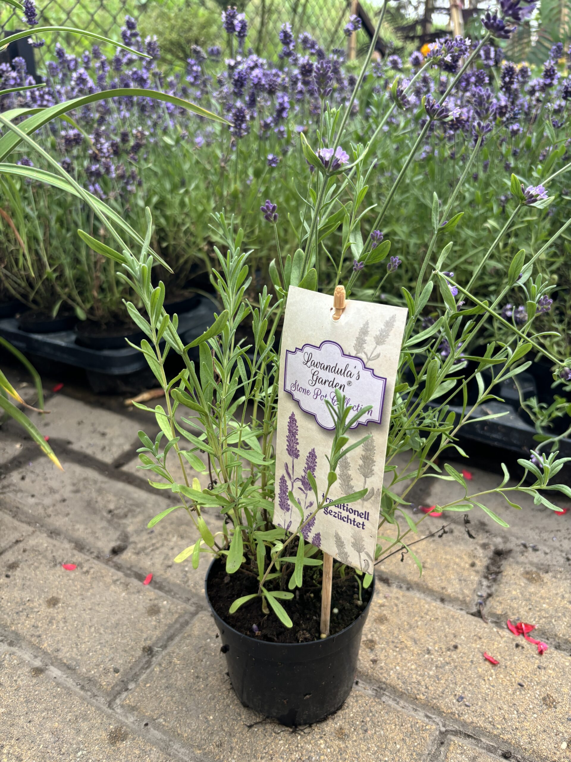 Lawenda wąskolistna Blue Scent - obrazek 2