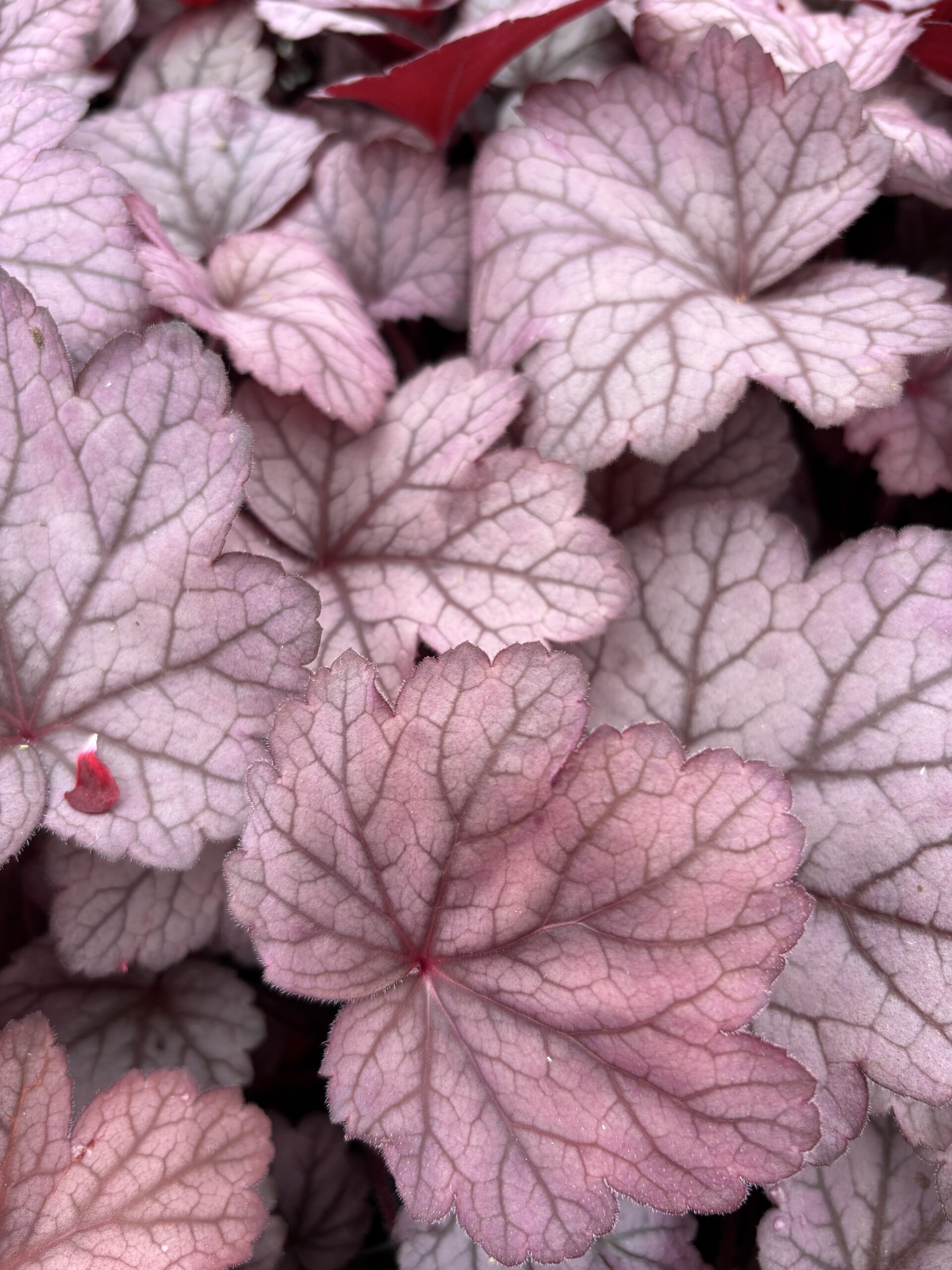 Żurawka Heuchera Georgia Plum fioletowo-różowa - obrazek 2