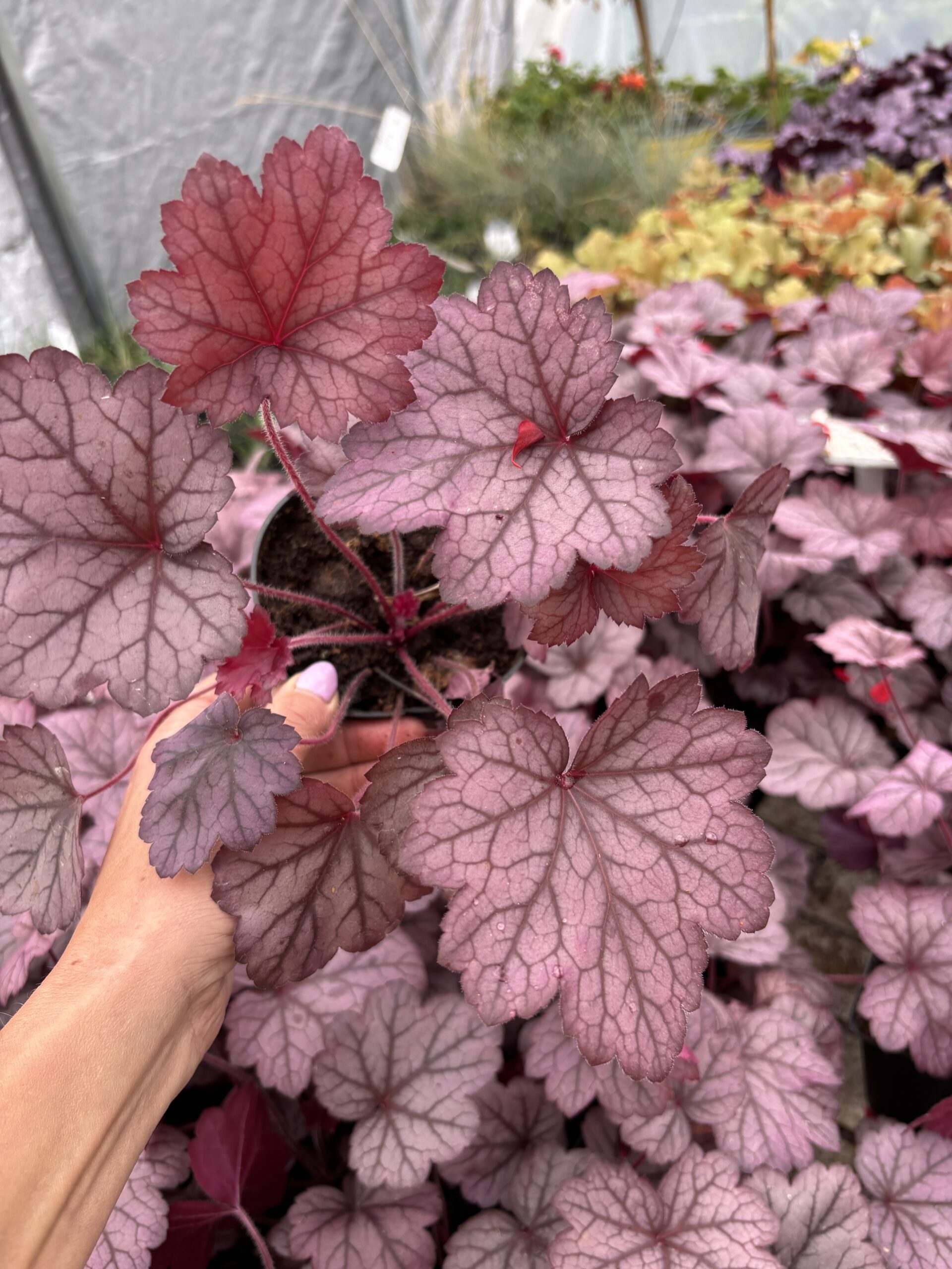 Żurawka Heuchera Georgia Plum fioletowo-różowa