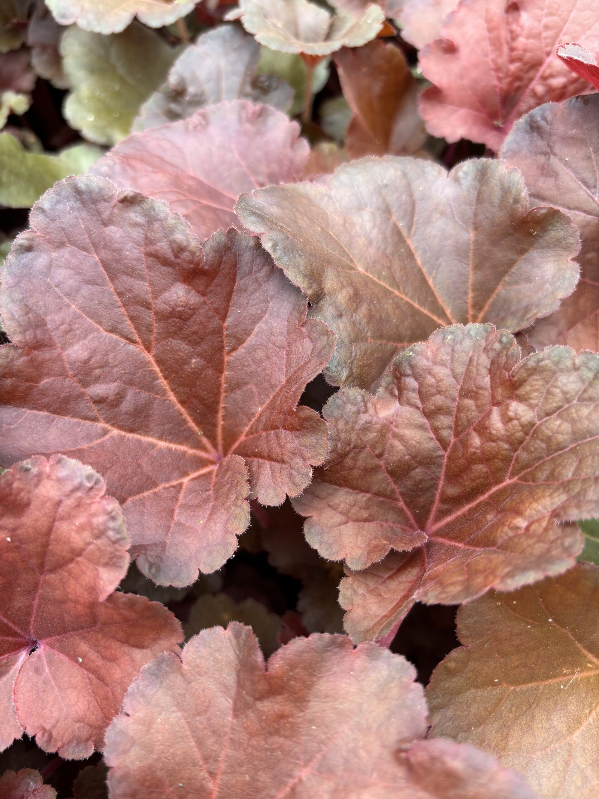 Żurawka Heuchera Blondie ciemnoczerwona do brązowego