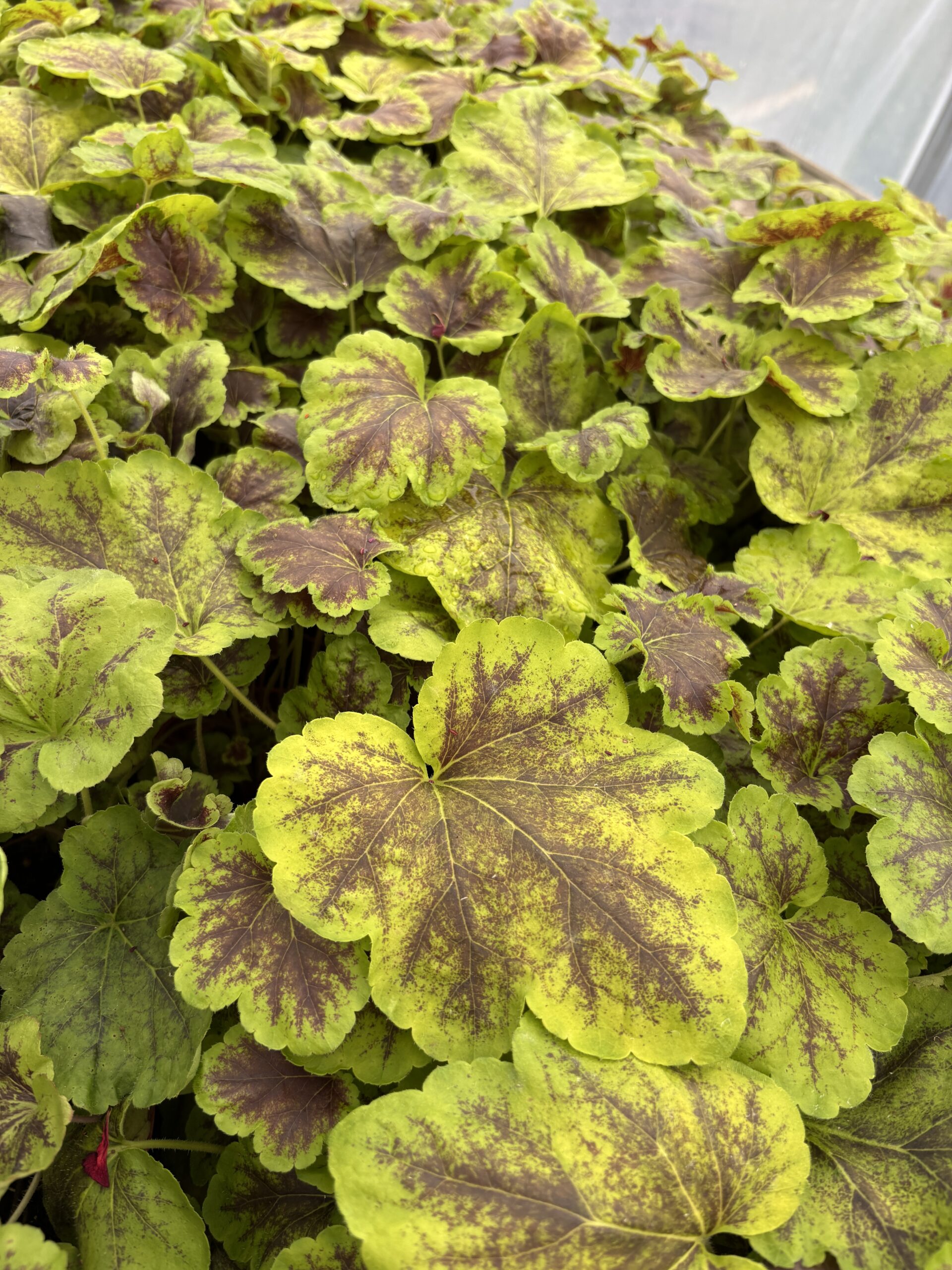 Żurawka Heucherella Solar Eclipse zielono-brązowy