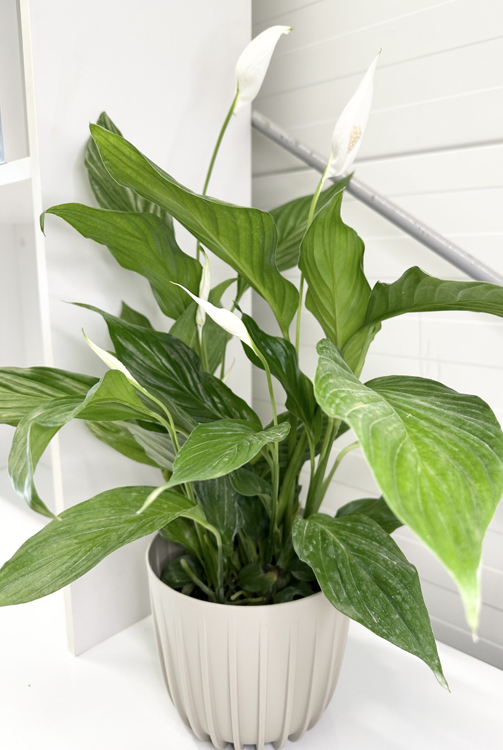 Zestaw START z rośliną - Skrzydłokwiat + doniczka i osłonka+ podłoże + nawóz + instrukcja