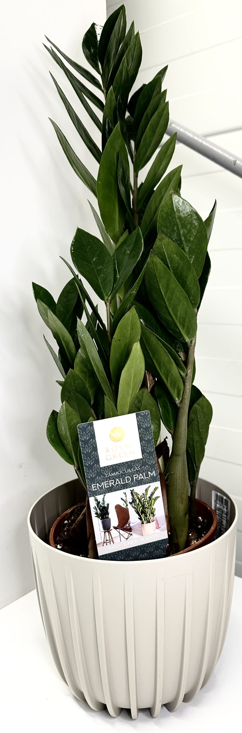 Zestaw START z rośliną Zamiokulkas + doniczka i osłonka+ podłoże + nawóz + instrukcja pielęgnacji