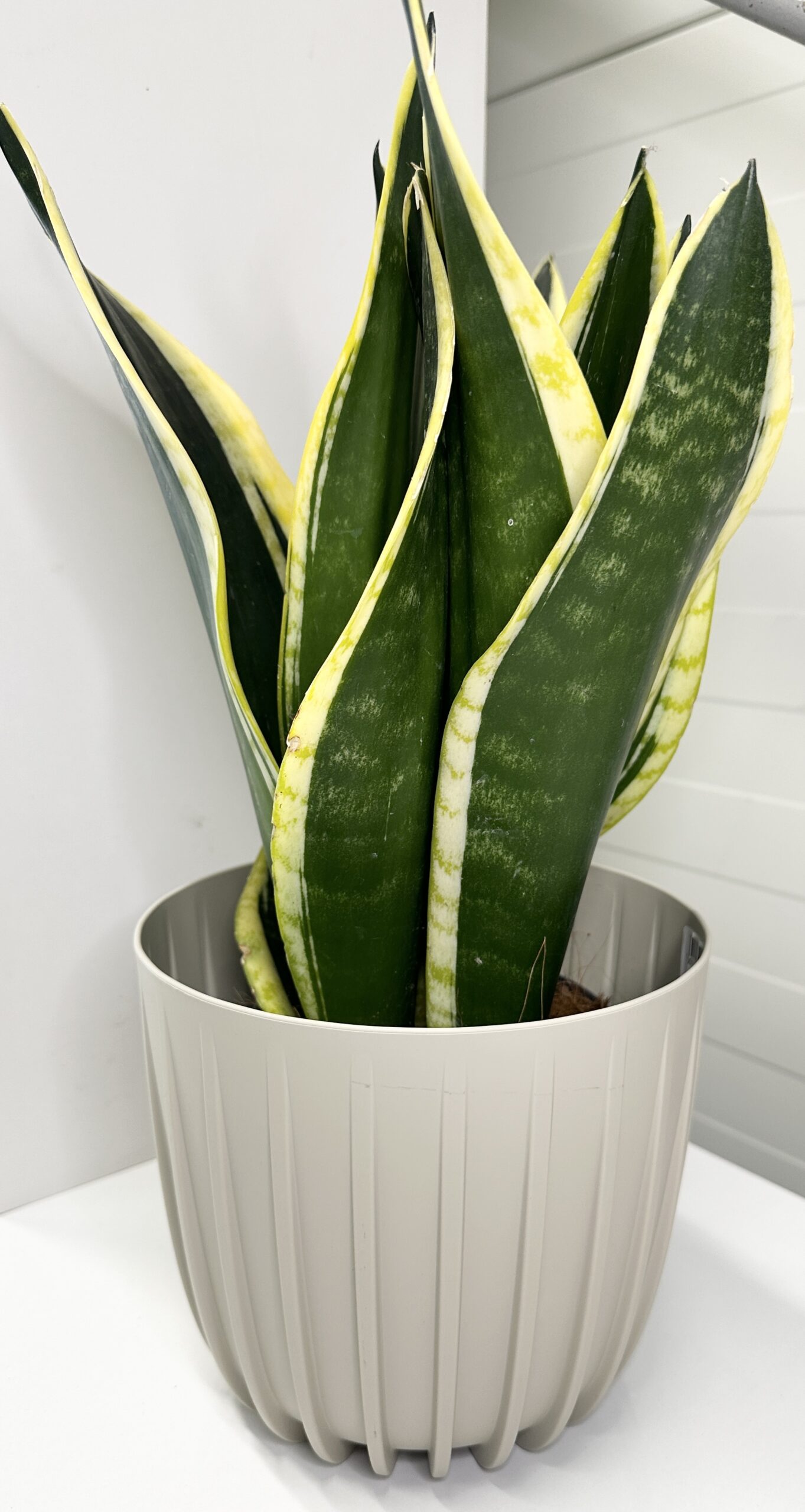 Zestaw Biurowy z roślinami Sansewieria 4 szt +doniczki i osłonki+ podłoże + nawóz + instrukcja pielęgnacji