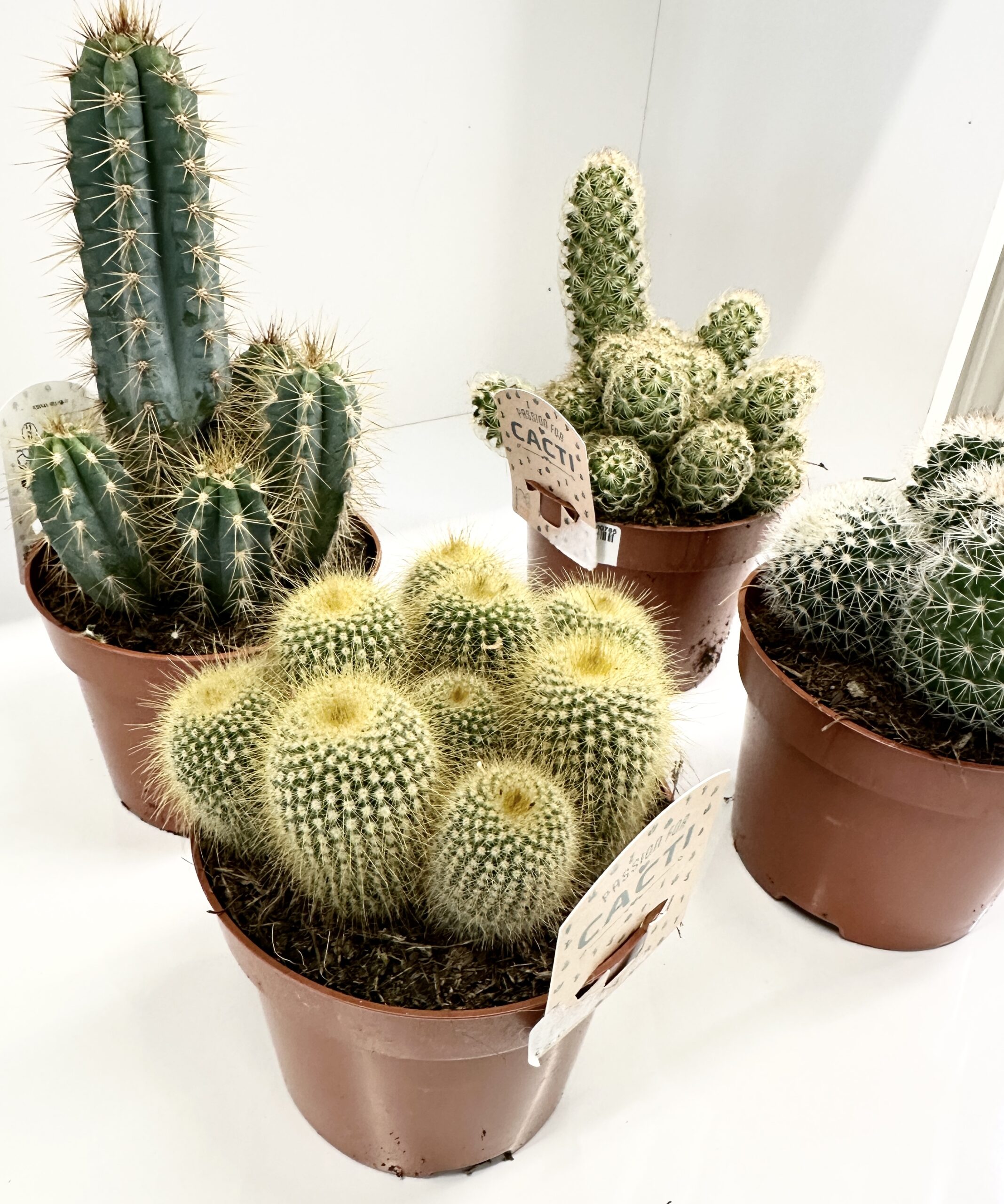 Zestaw START z rośliną Kaktusy 4szt + osłonka+ podłoże + nawóz + instrukcja