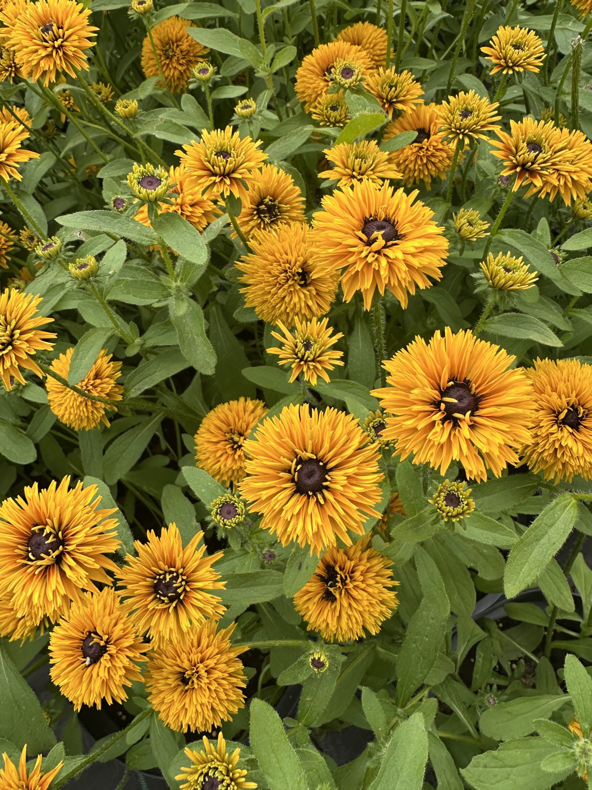 Rudbeckia Lion Cub dostępne maj-wrzesień