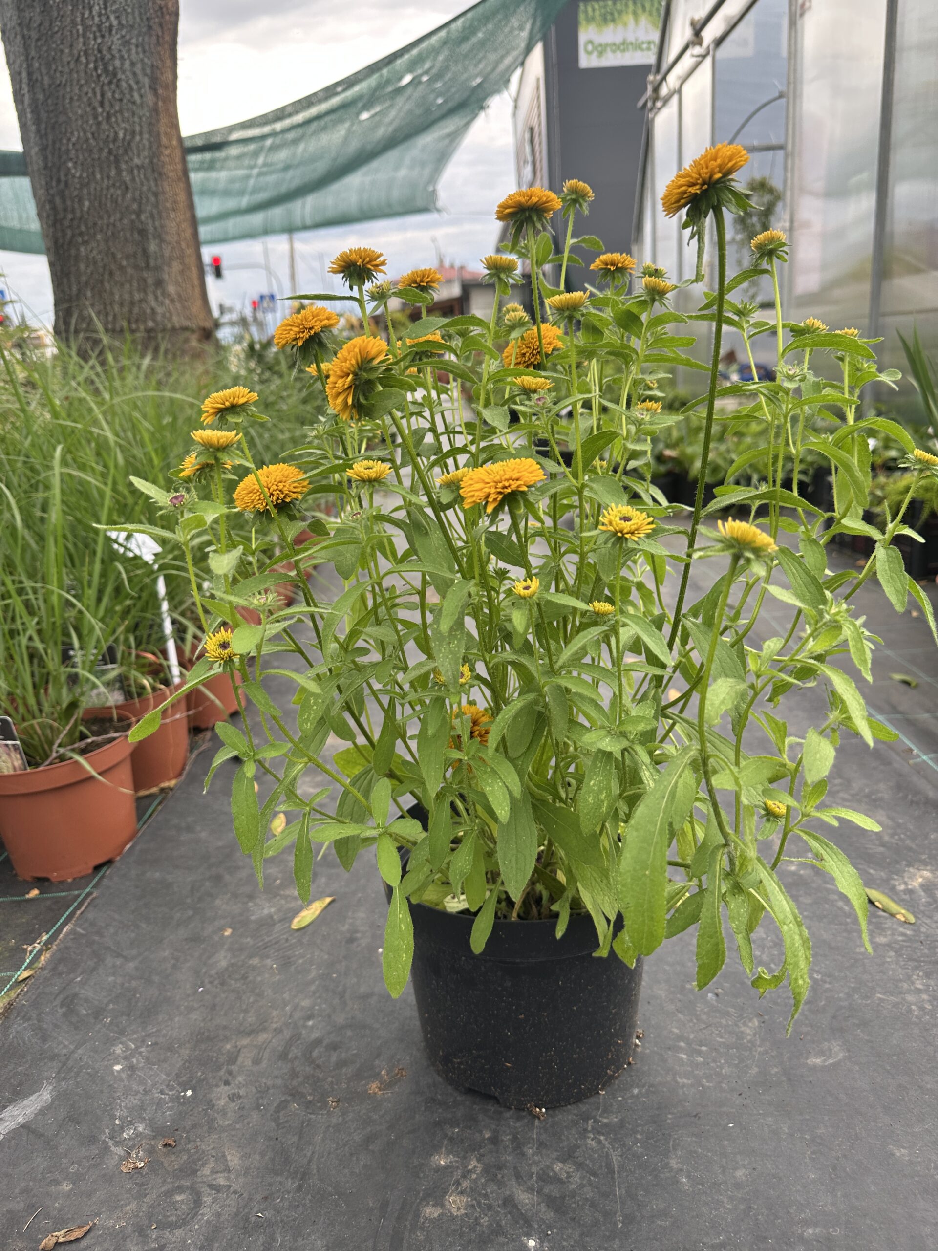 Rudbeckia Lion Cub dostępne maj-wrzesień - obrazek 2