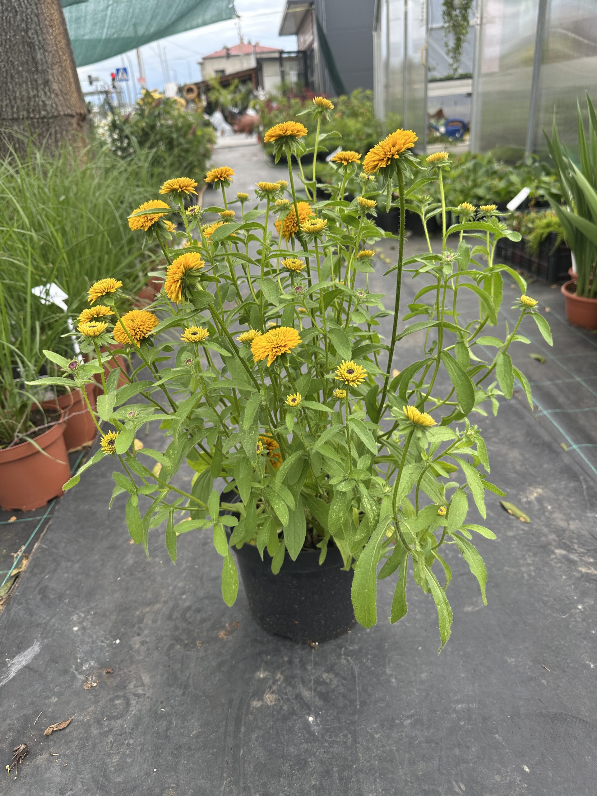 Rudbeckia Lion Cub dostępne maj-wrzesień - obrazek 4