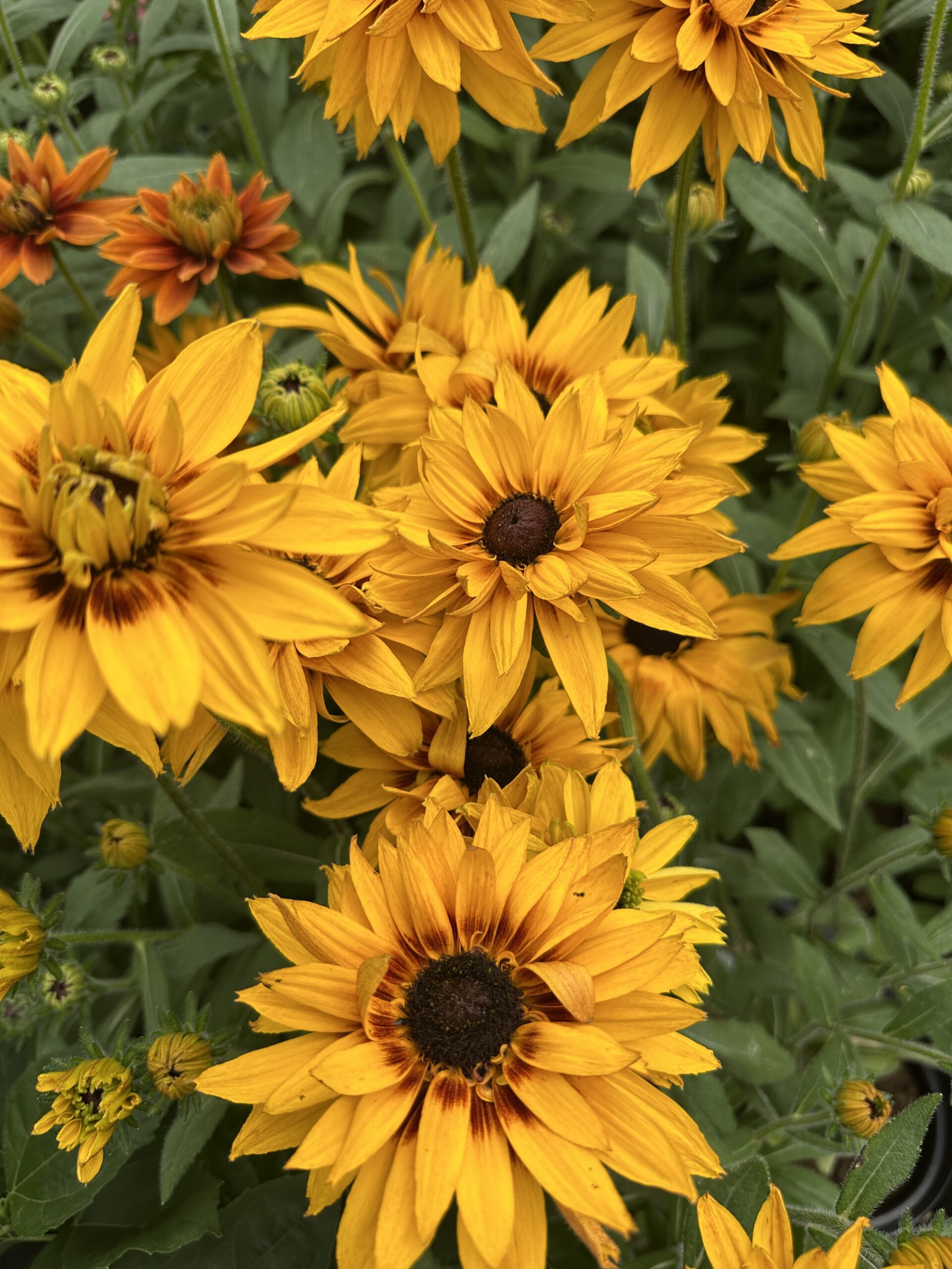 Rudbeckia ‘Huron’ dostępne maj-wrzesień - obrazek 2