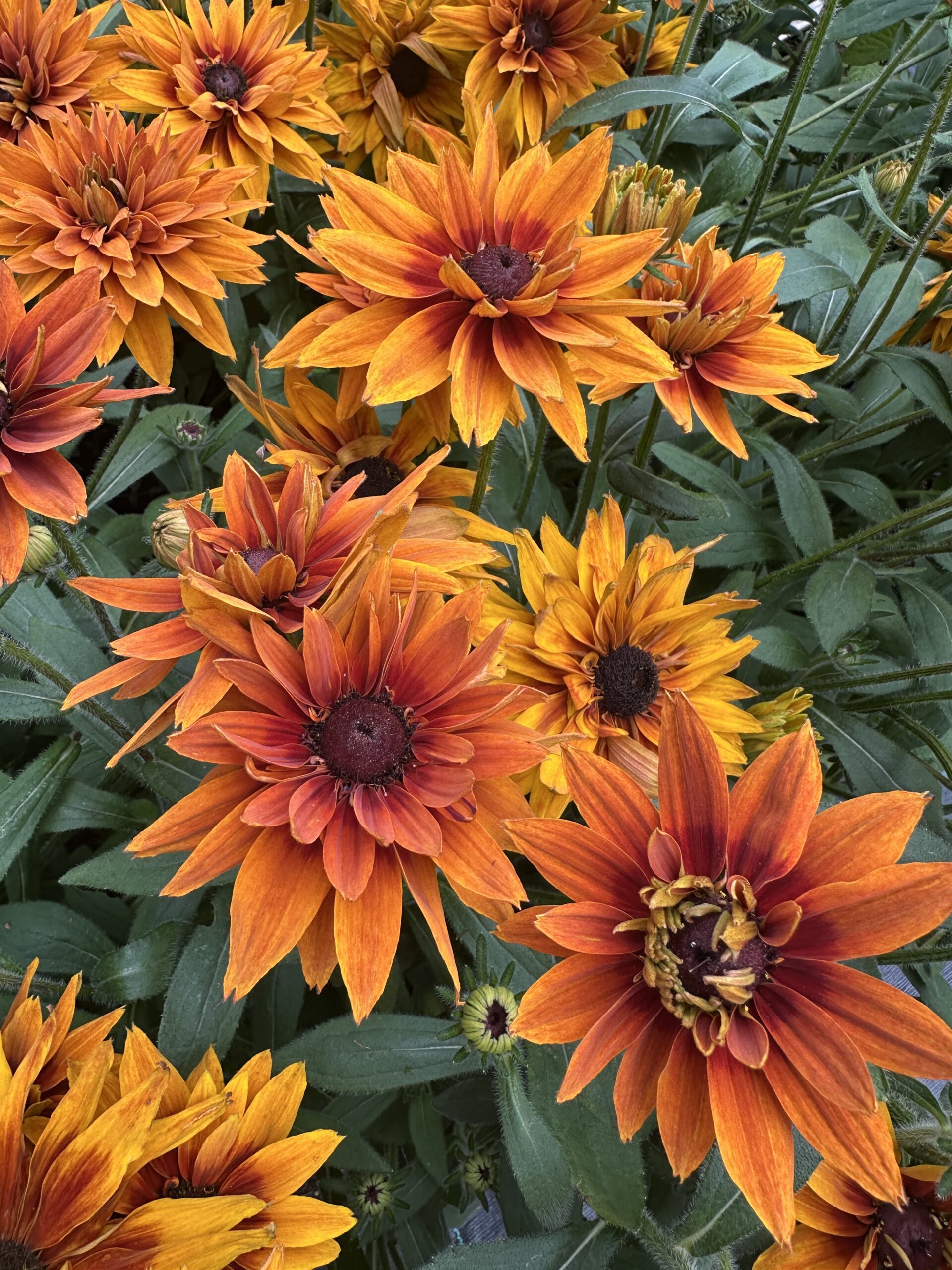 Rudbeckia Apalachee dostępne maj-wrzesień