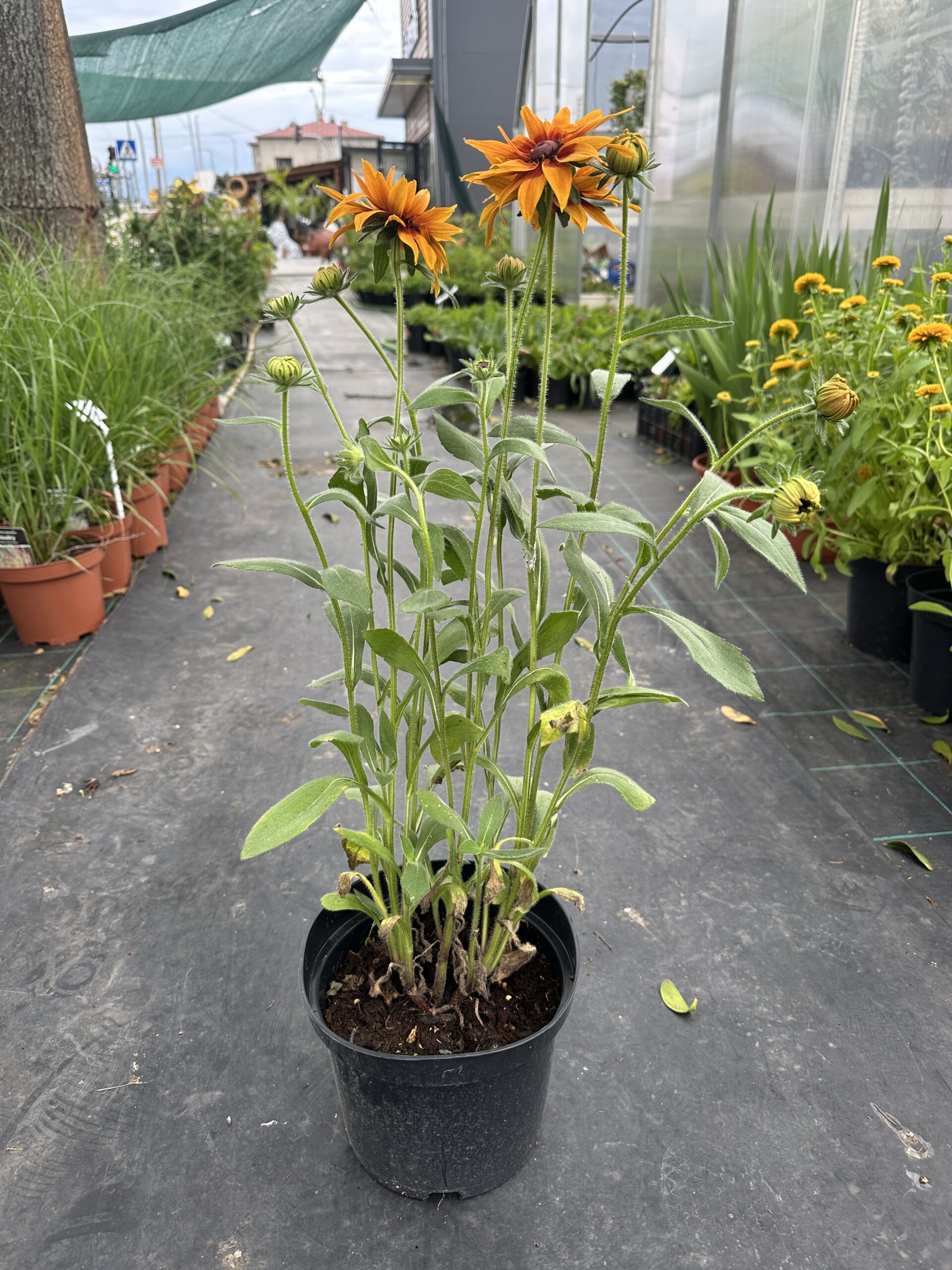 Rudbeckia Apalachee dostępne maj-wrzesień - obrazek 3