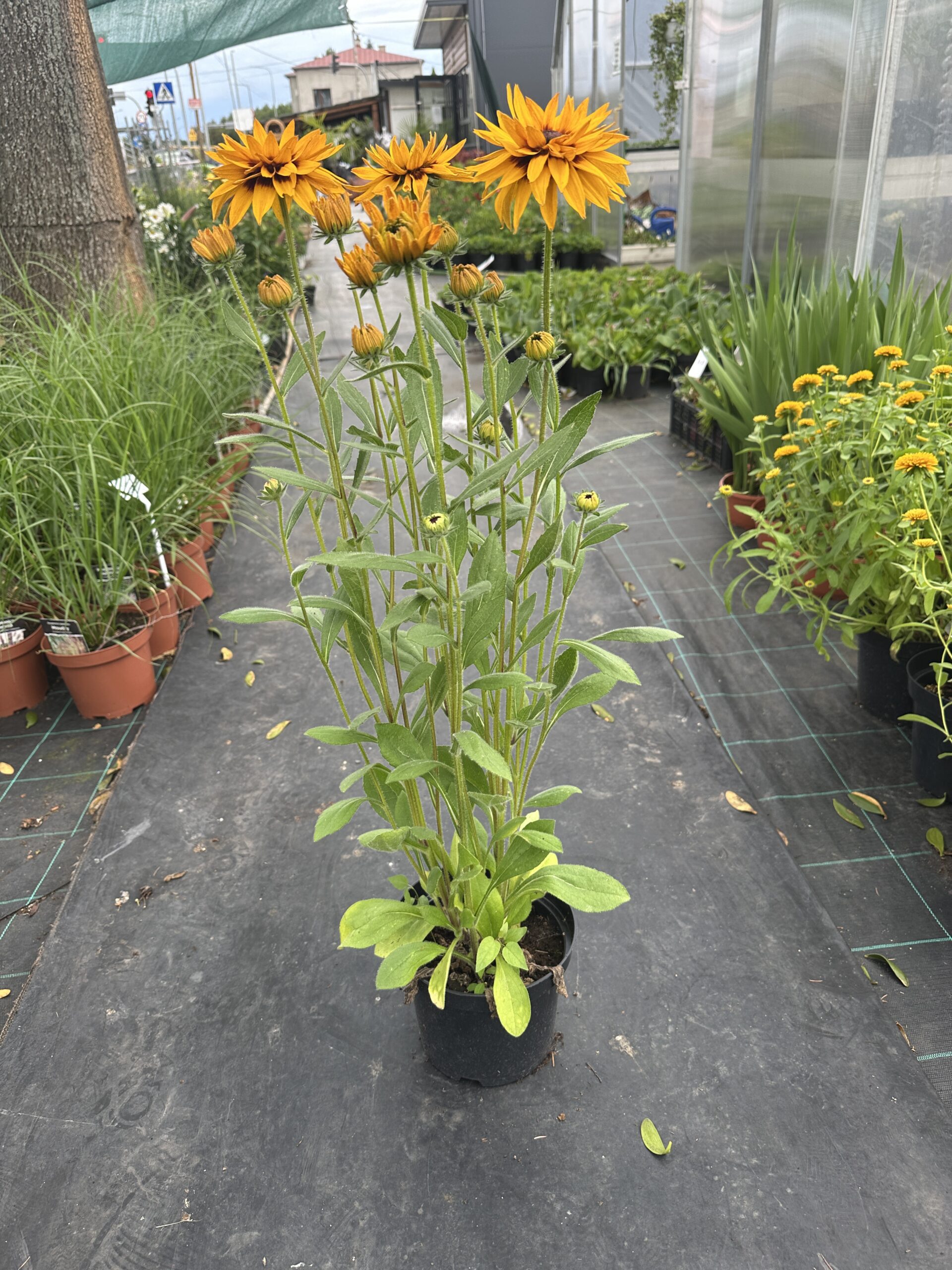 Rudbeckia ‘Huron’ dostępne maj-wrzesień - obrazek 4