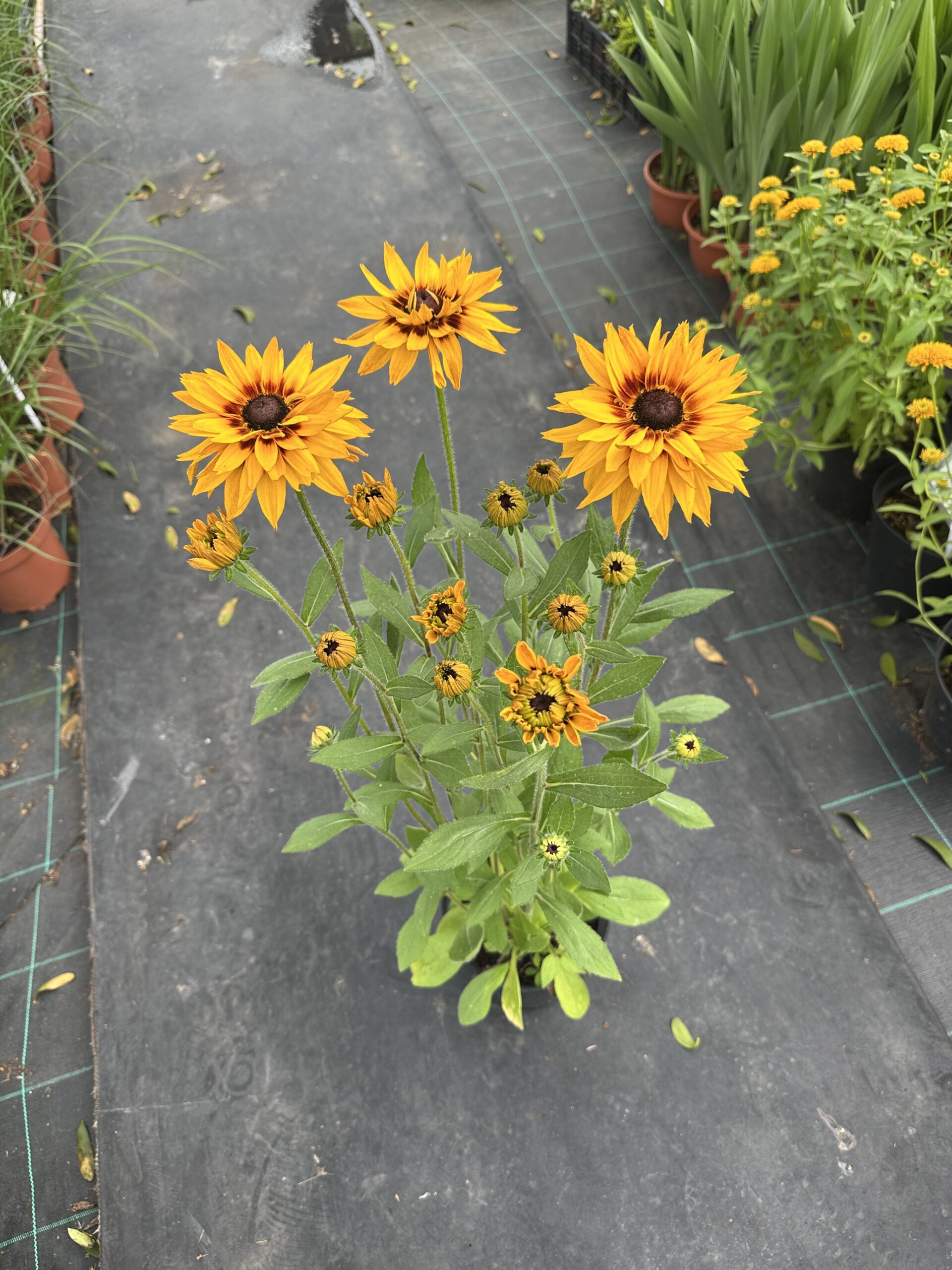 Rudbeckia ‘Huron’ dostępne maj-wrzesień - obrazek 3