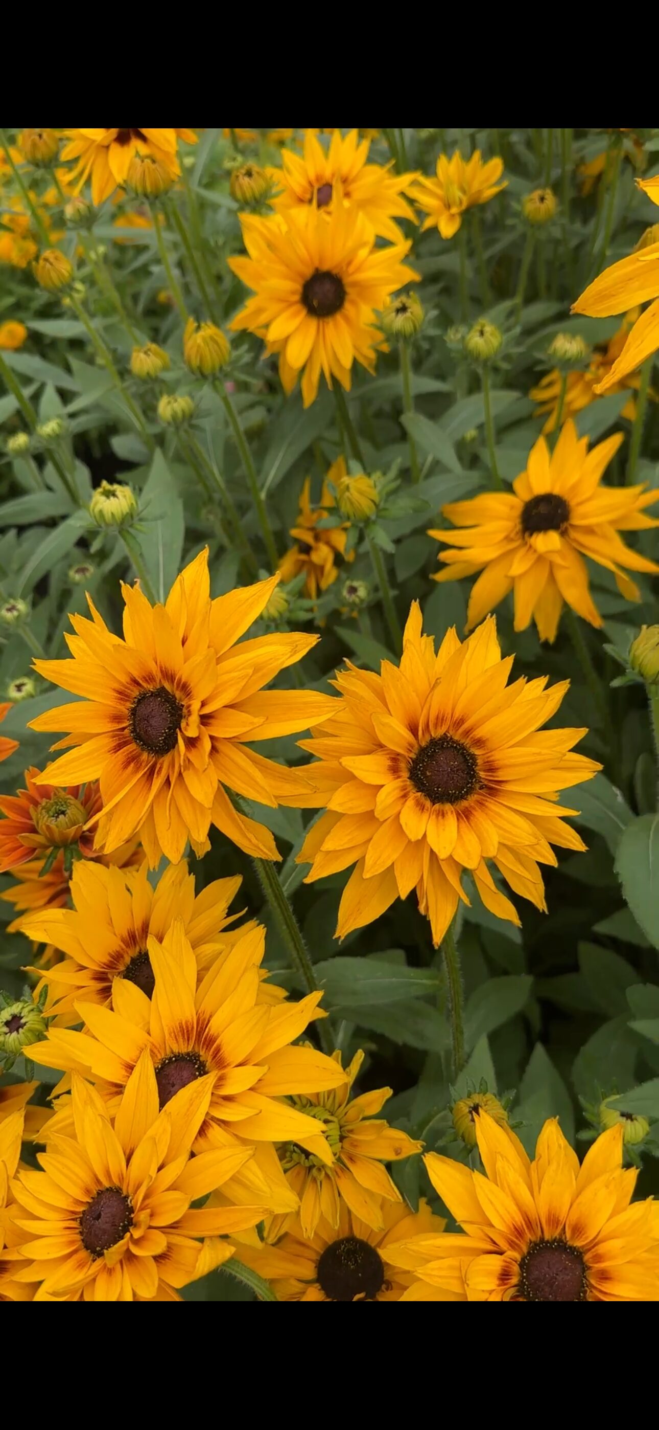 Rudbeckia ‘Huron’ dostępne maj-wrzesień