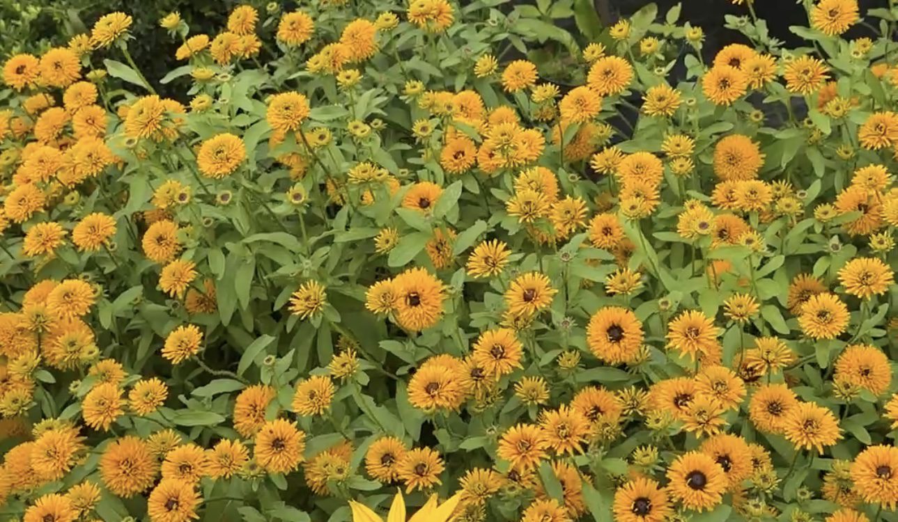 Rudbeckia Lion Cub dostępne maj-wrzesień - obrazek 5