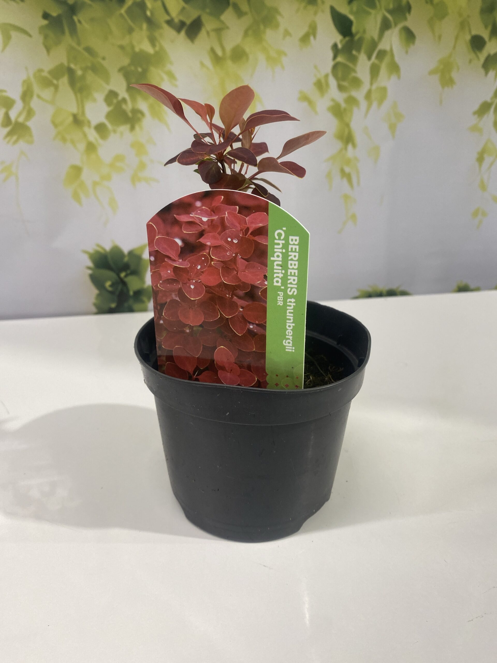 Berberys ‘Chiquita’ - obrazek 2