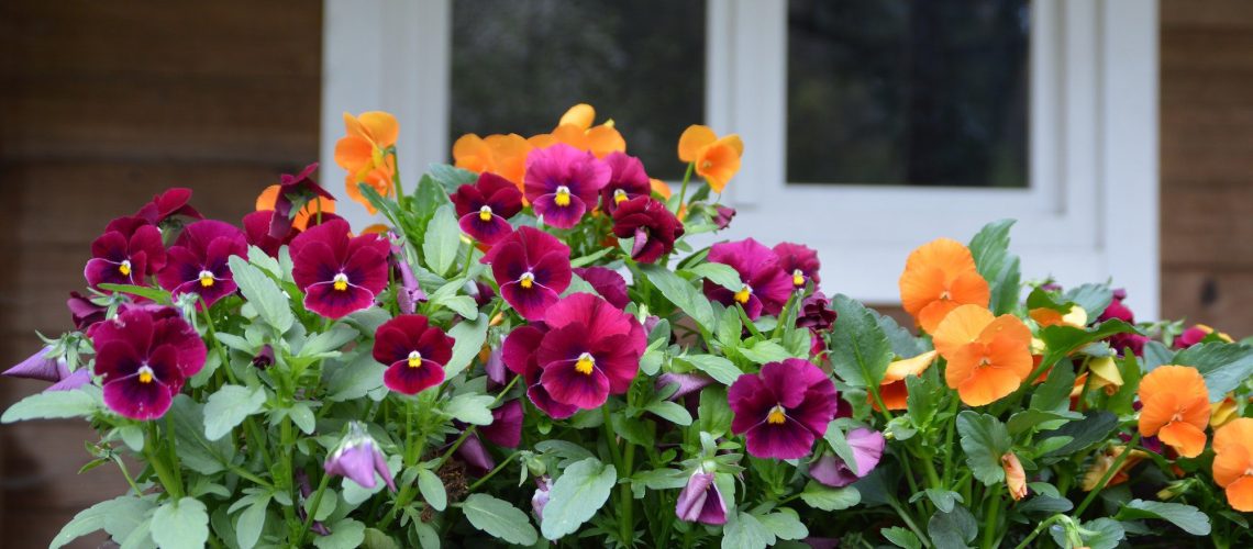 Potted plant on the porch